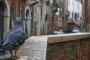 Pigeon vénisien